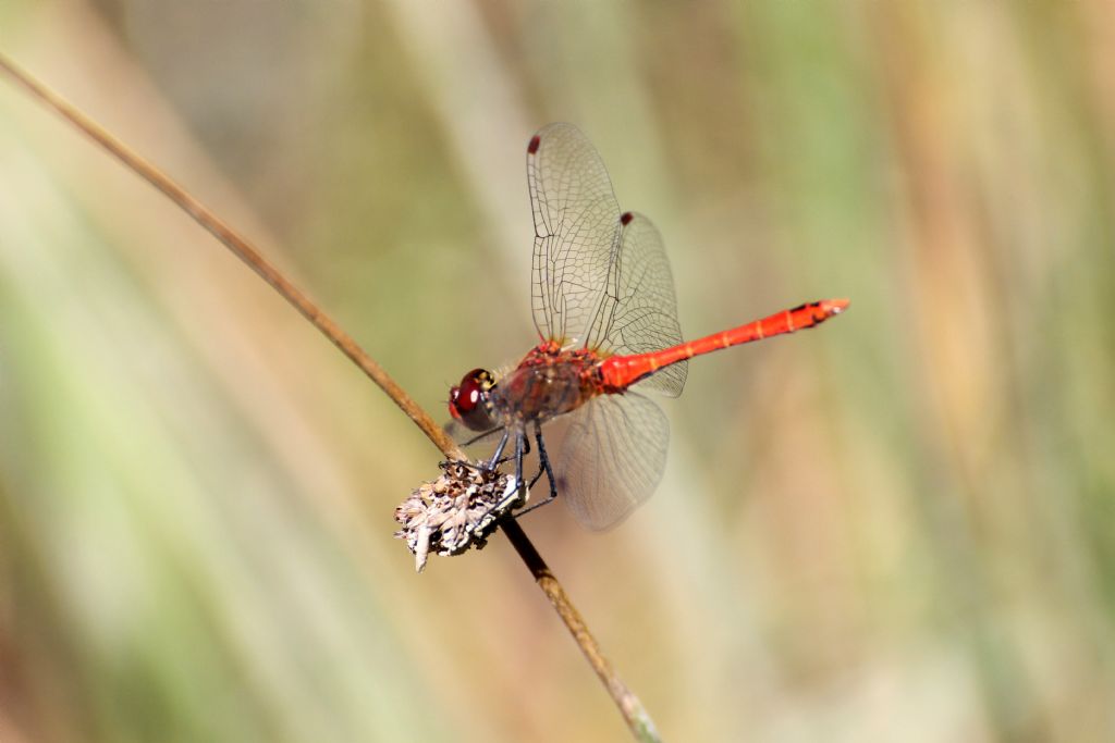 Sympetrum sanguineum? Tutti?